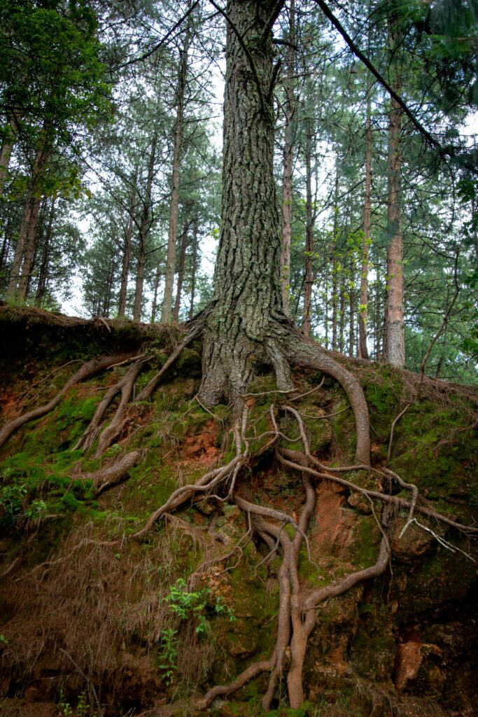 A striking pine tree with exposed roots in a serene, lush forest setting.