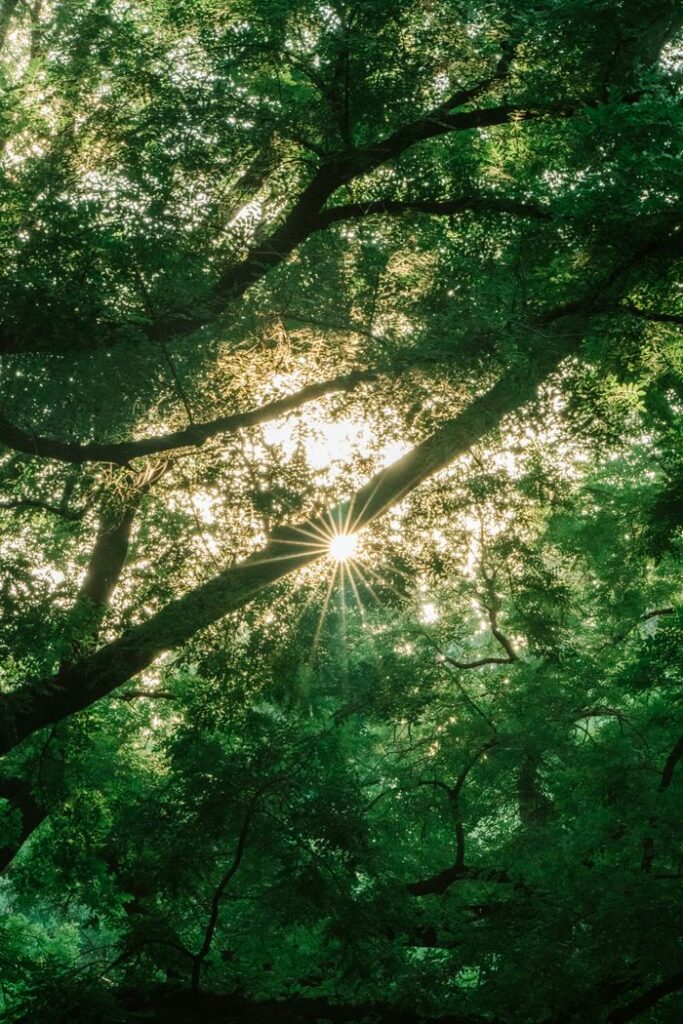pexels-photo-18709783-18709783 Sunlight beautifully filters through the lush green leaves of a tree, creating a serene natural scene.